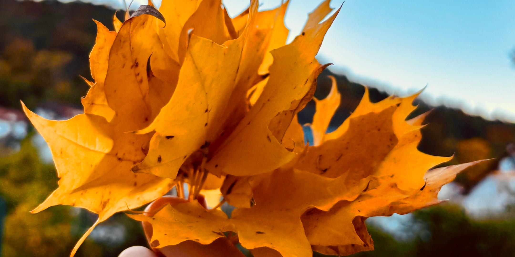 Eine Kinderhand hält buntes Herbstlaub (c) Christian Raabe in pfarrbriefservice.de Eine Kinderhand hält buntes Herbstlaub